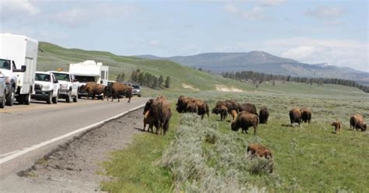 Jefferson White Wikipedia: Rumor Has It The Actor Is Leaving Yellowstone