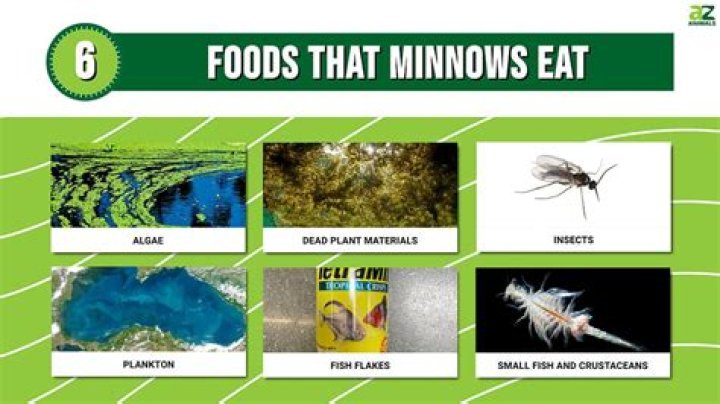 What can you feed minnows to keep them alive